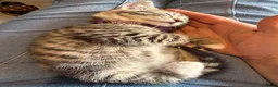 Ragcoon cats for sale: RAGCOON (sealpoint ragdoll mum-dad -Mainecoon) - Advert 25