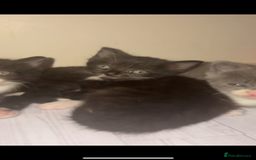 Mixed Breed cats for sale: Cute kittens need loving home - Image 5