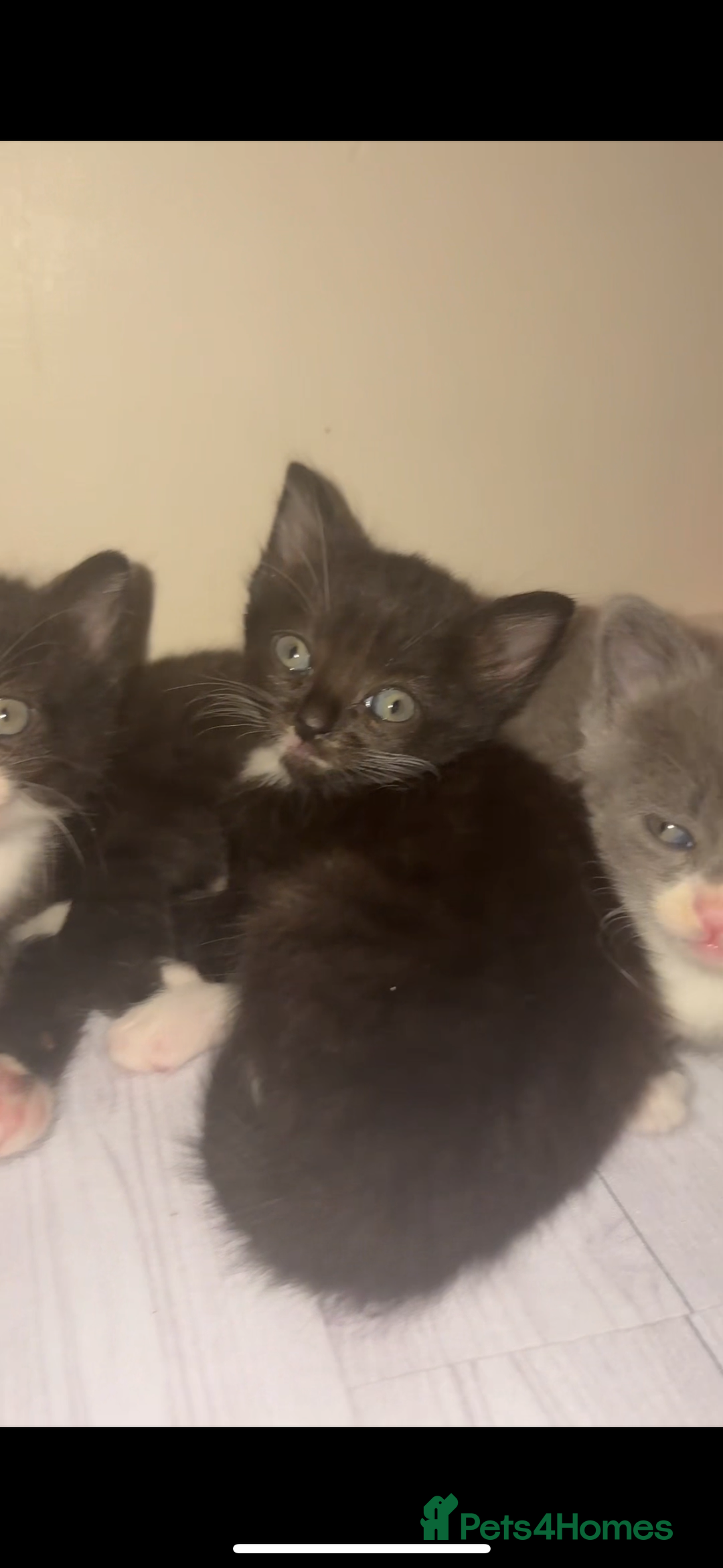 Mixed Breed cats for sale: Cute kittens need loving home - Image 5