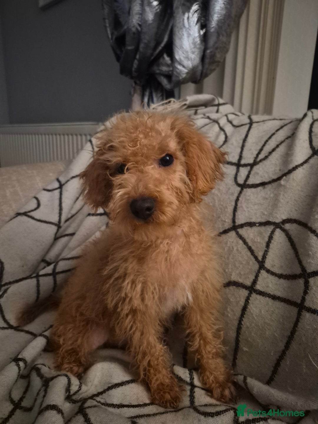 Mixed Breed dogs for sale: Westipoo  - Advert 2