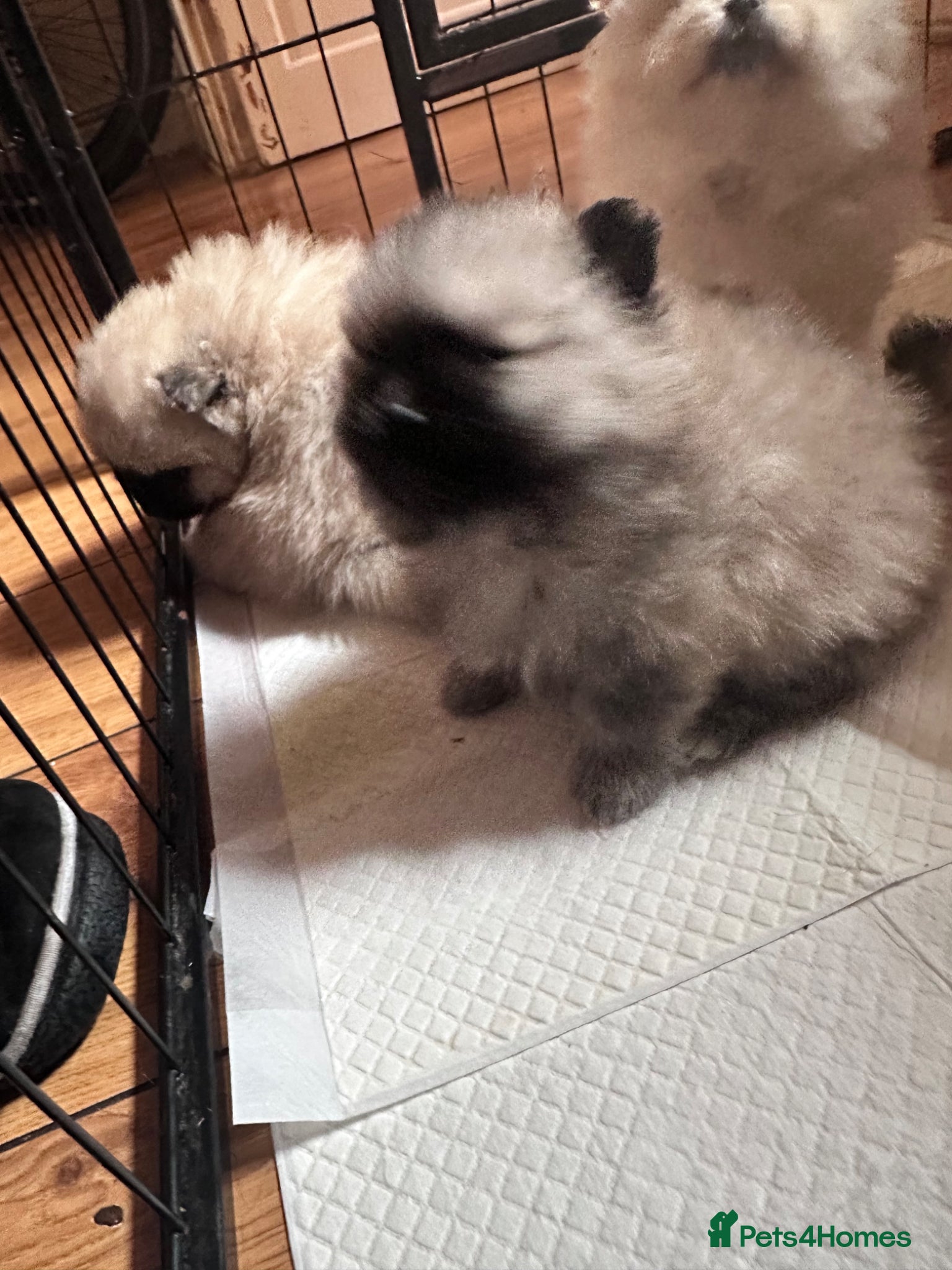 Pomeranian dogs Double Champion Lines Pomeranian KC Reg - Advert 5
