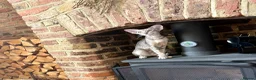 Oriental cats for sale: OSH Blue Spotted  - Advert 3