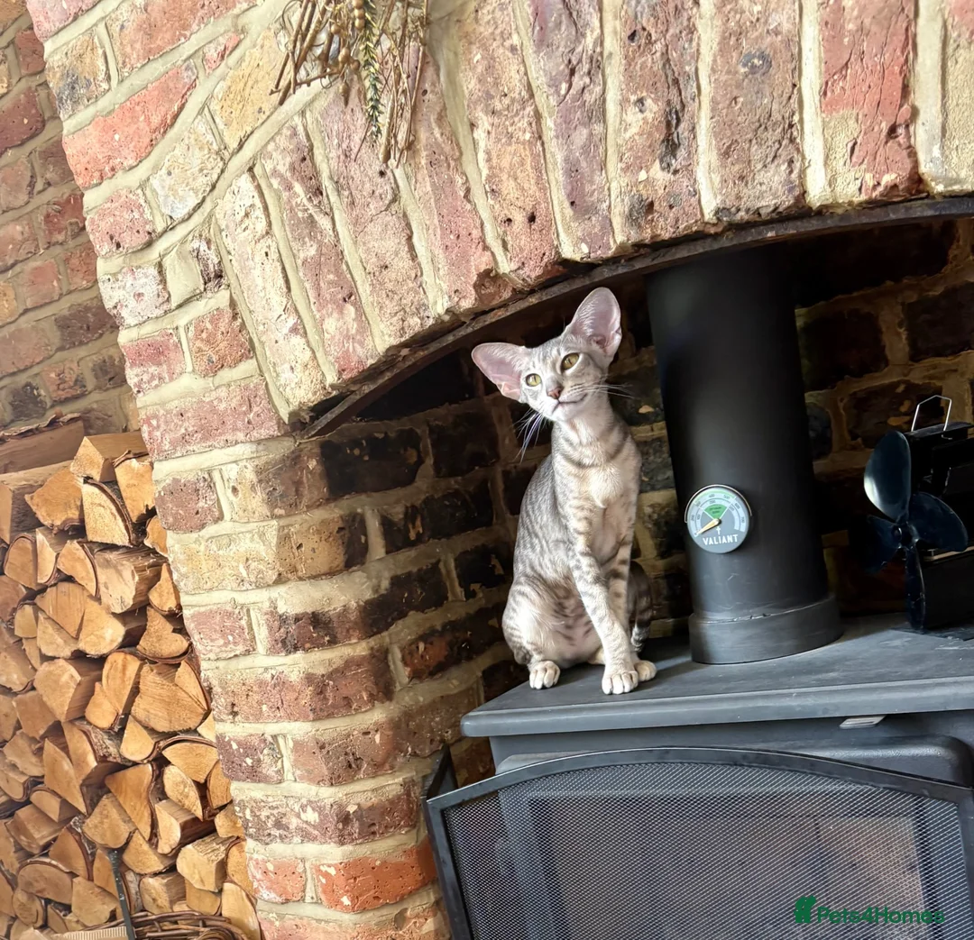Oriental cats for sale: OSH Blue Spotted  - Advert 3