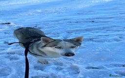 Siberian Husky dogs for sale: Siberian Husky - Male - 5 years old. - Image 4