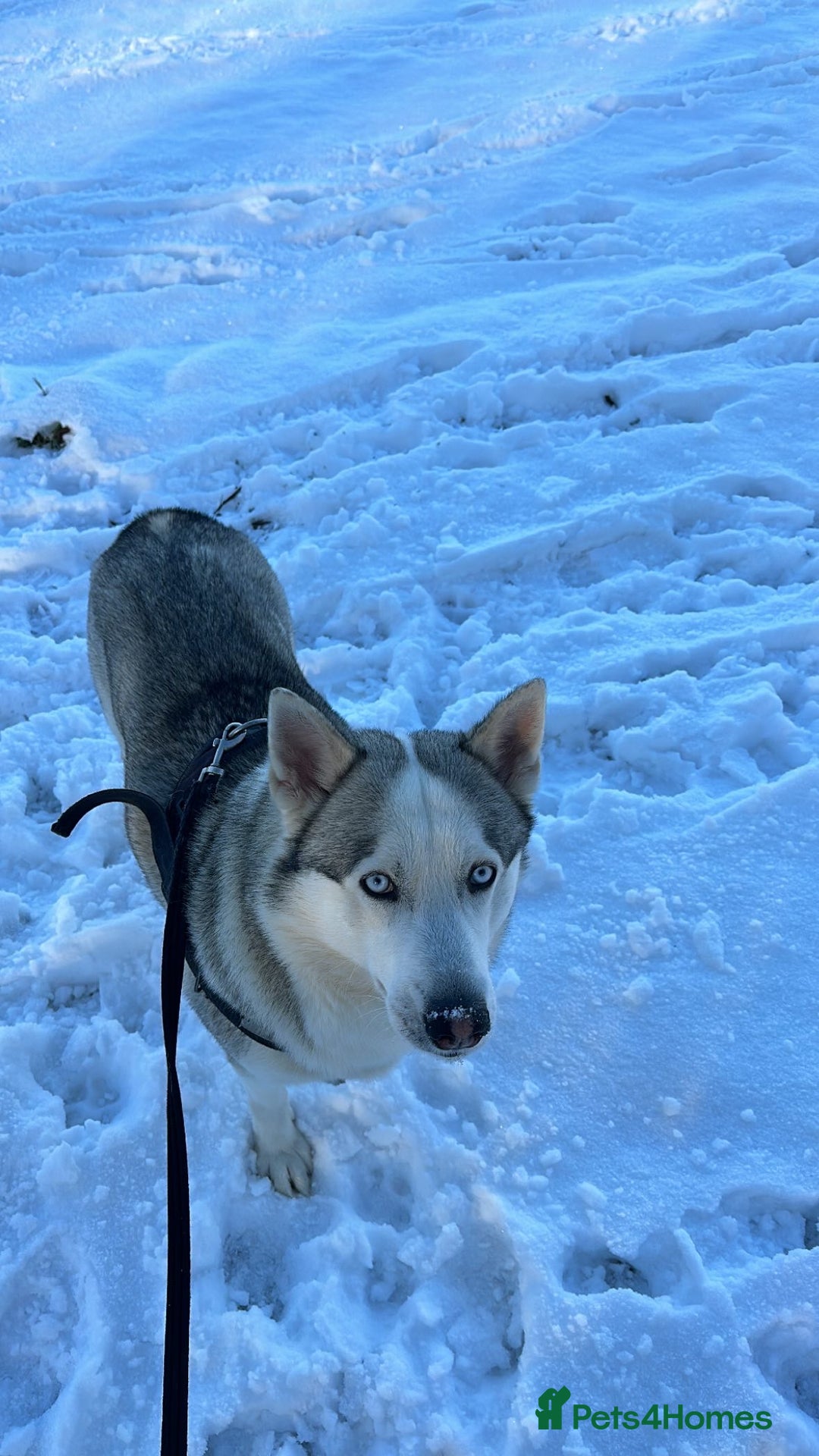 Siberian Husky dogs for sale: Siberian Husky - Male - 5 years old. - Image 4