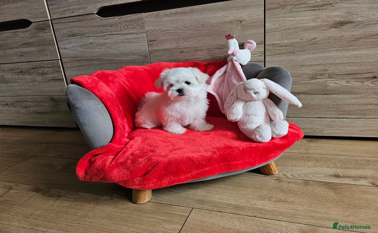 Maltese dogs - Advert 1