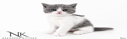 British Shorthair cats for sale: 10 Week old GCCF REG BSH KITTENS  - Advert 8