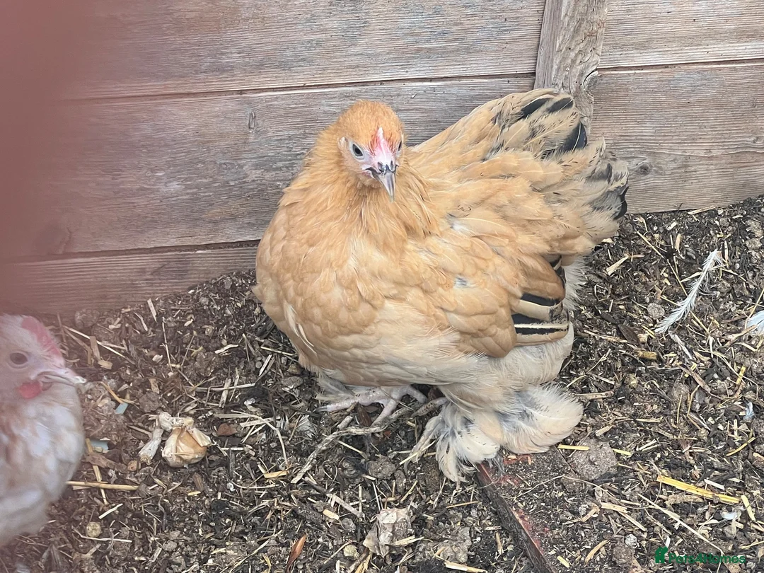 Mixed Breed livestock for sale: Point of lay Pekin hens for sale - read full first - Advert 19