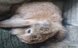 Mini Lion Lop rabbits for sale: Mini lop X mini lion head mix and mini lion heads - Advert 11