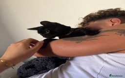 Bombay cats for sale: 1 year old cute black cat  - Image 5