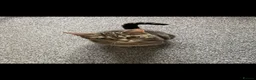 Domestic Shorthair cats for sale: 3 kittens for sale - Advert 14