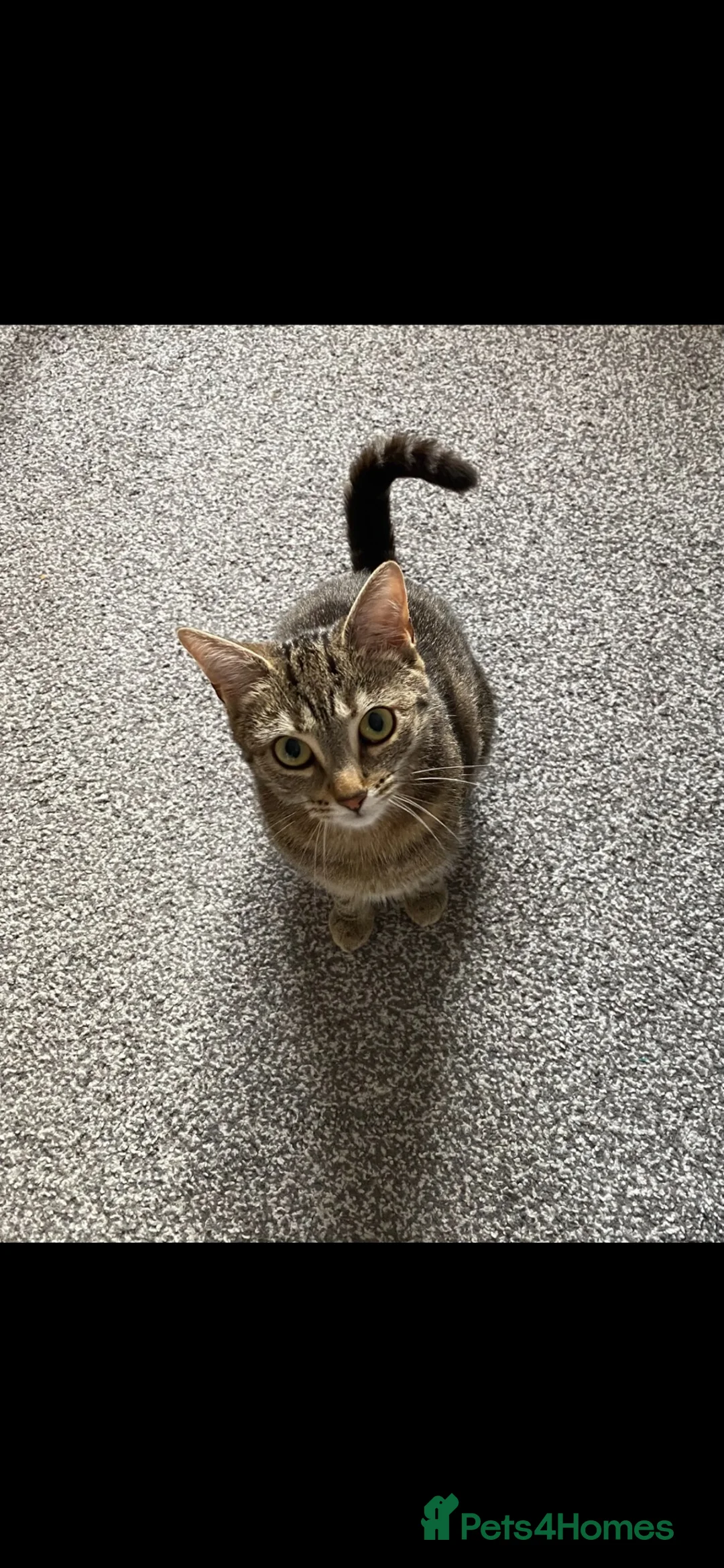Domestic Shorthair cats for sale: 3 kittens for sale - Advert 14