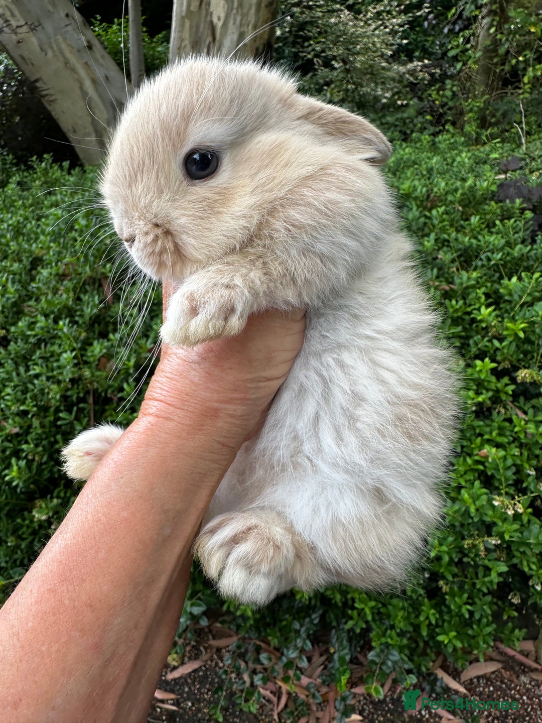 Mini Lion Lop rabbits for sale: Pure bred mini lop bunnies in Uckfield - Image 13
