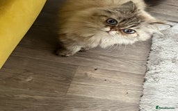 Persian cats for sale: Beautiful Persian Girl  - Image 1