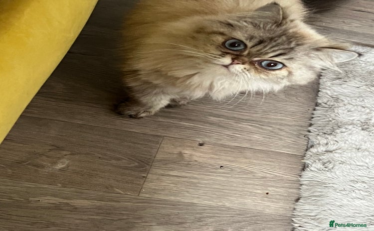 Persian cats - Advert 1