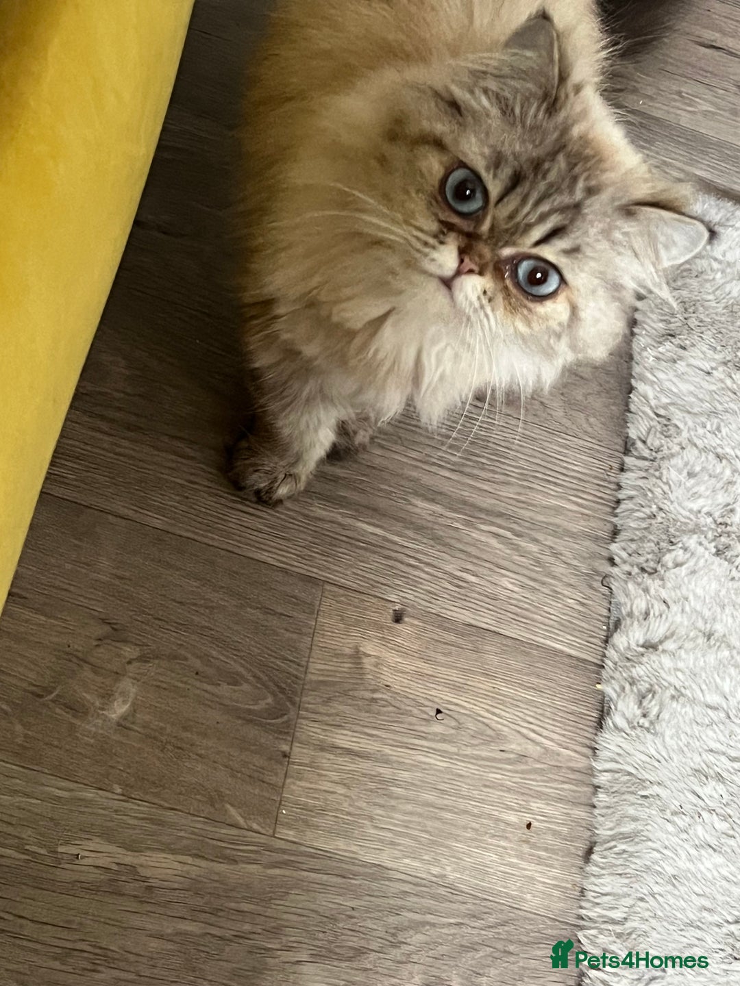 Persian cats for sale: Beautiful Persian Girl  - Image 1