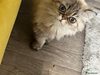 Persian cats - Advert 7