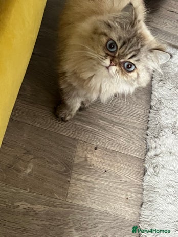 Persian cats - Advert 15