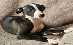 Whippet dogs for sale: **Ready now**KC HEART AND HEALTH TESTED WHIPPETS - Image 13