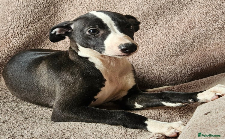 Whippet dogs - Advert 4