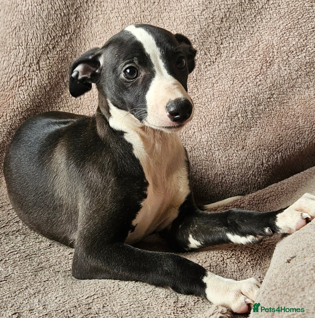 Whippet dogs for sale: **Ready now**KC HEART AND HEALTH TESTED WHIPPETS - Image 13