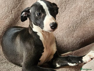 Whippet dogs - Advert 2