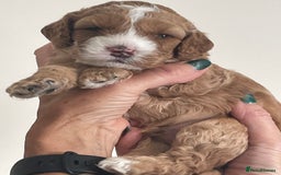 Cockapoo dogs for sale: F1b Cockapoos - Image 9