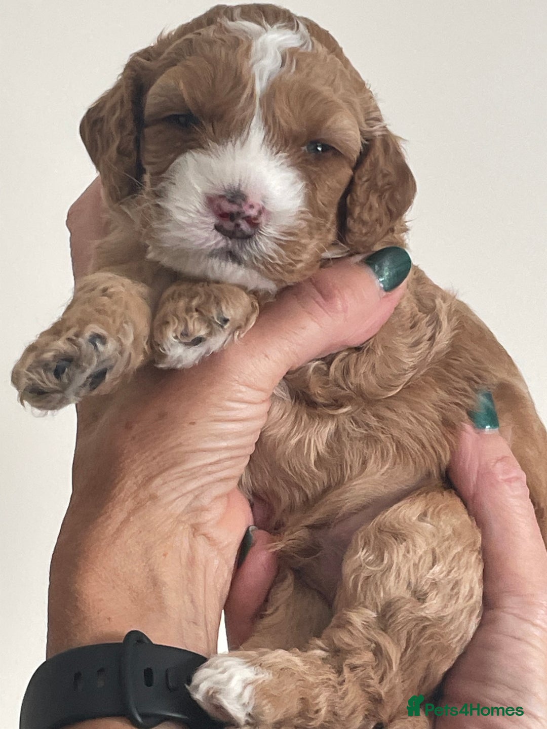 Cockapoo dogs for sale: F1b Cockapoos - Image 9