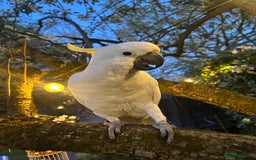 Cockatoo birds for sale: Wonderful Recco the cockatoo aged 6 yrs  - Image 5