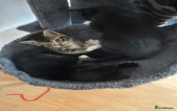 Mixed Breed cats for sale: Beautiful and super playful kittens  - Image 4