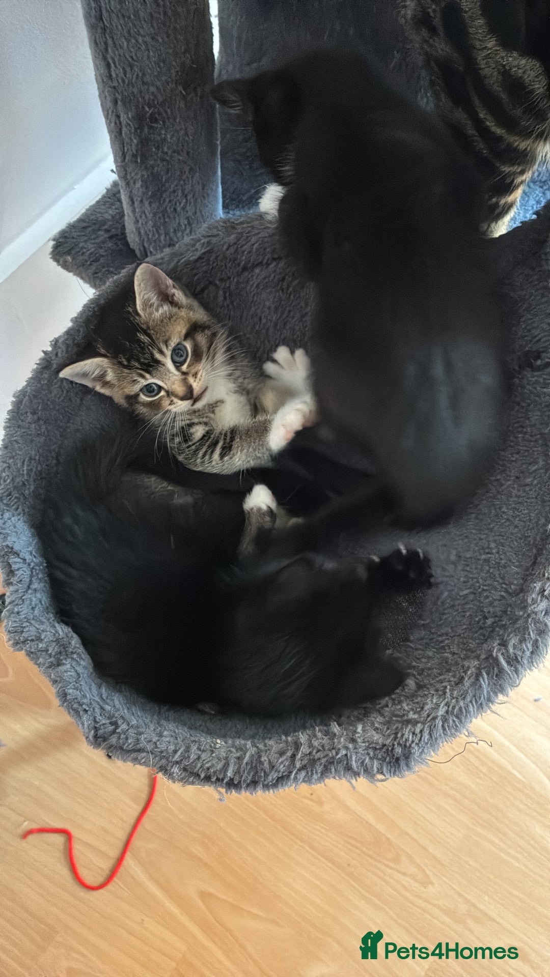 Mixed Breed cats for sale: Beautiful and super playful kittens  - Image 4