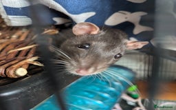 Rat rodents for sale: 2 female rats - Image 3