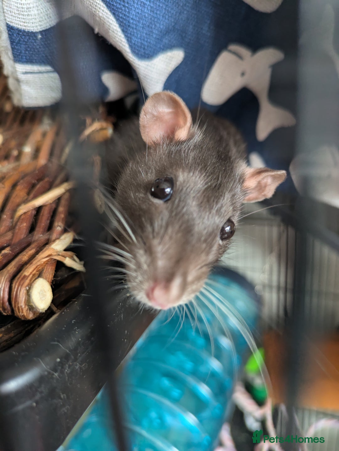 Rat rodents for sale: 2 female rats - Image 3