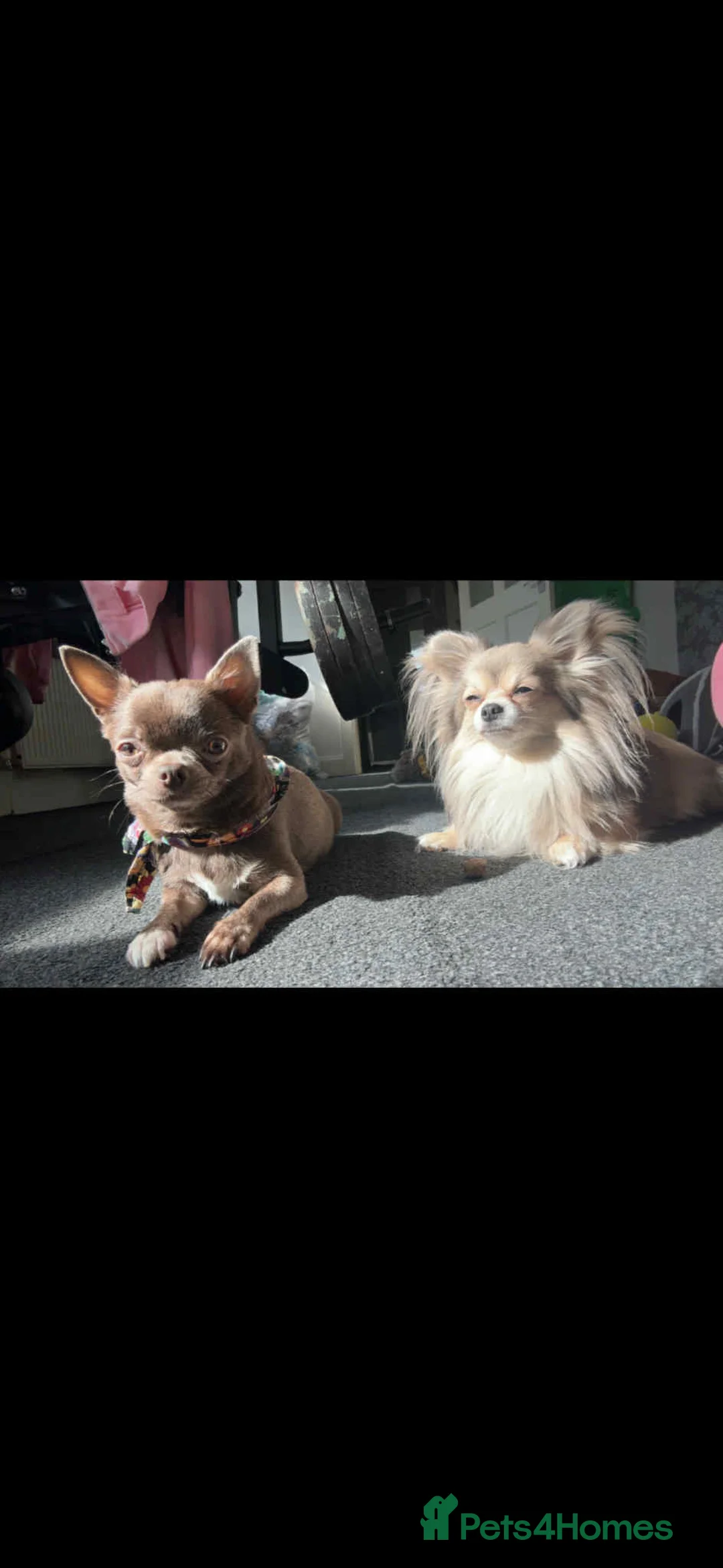 Chihuahua dogs for sale: Last boy KC REG chihuahua Champ/russian READY NOW - Advert 27