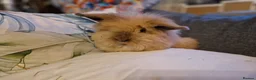 Lionhead rabbits for sale: Friendly, cute, fluffy lionhead bunnies- m and f - Advert 30