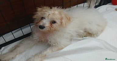Mixed Breed dogs - Advert 6