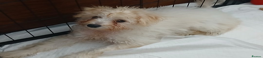 Poochon Puppy 3