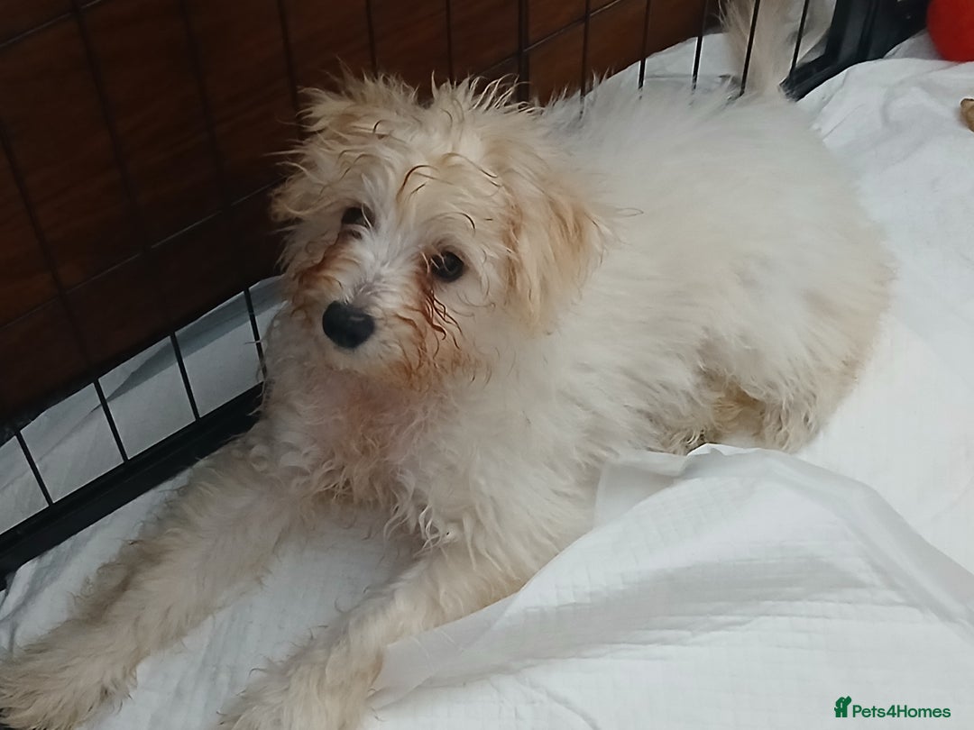 Mixed Breed dogs for sale: Poochon puppies for sale  - Image 3