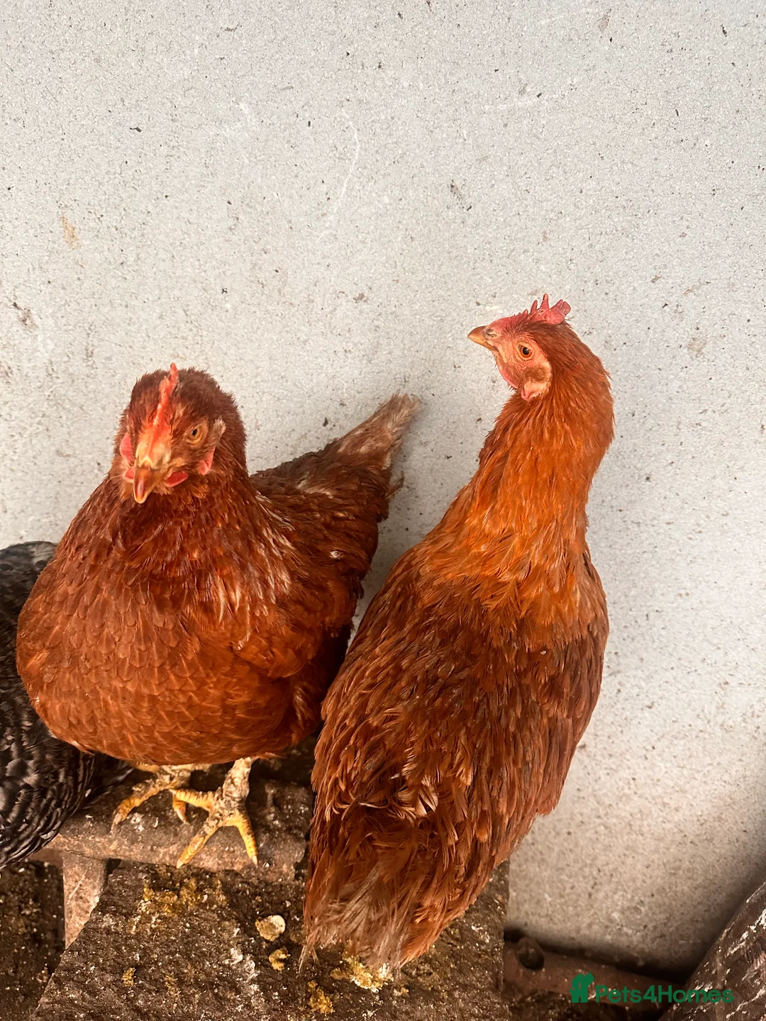 Chickens poultry for sale: 🐔 Two Healthy Hens for Sale 🐔 - Advert 3