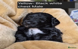 Mixed Breed dogs for sale: Gorgeous pup's for sale - Advert 14