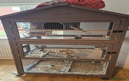 Budgerigars birds for sale: Cage and birds free to good home - Image 1