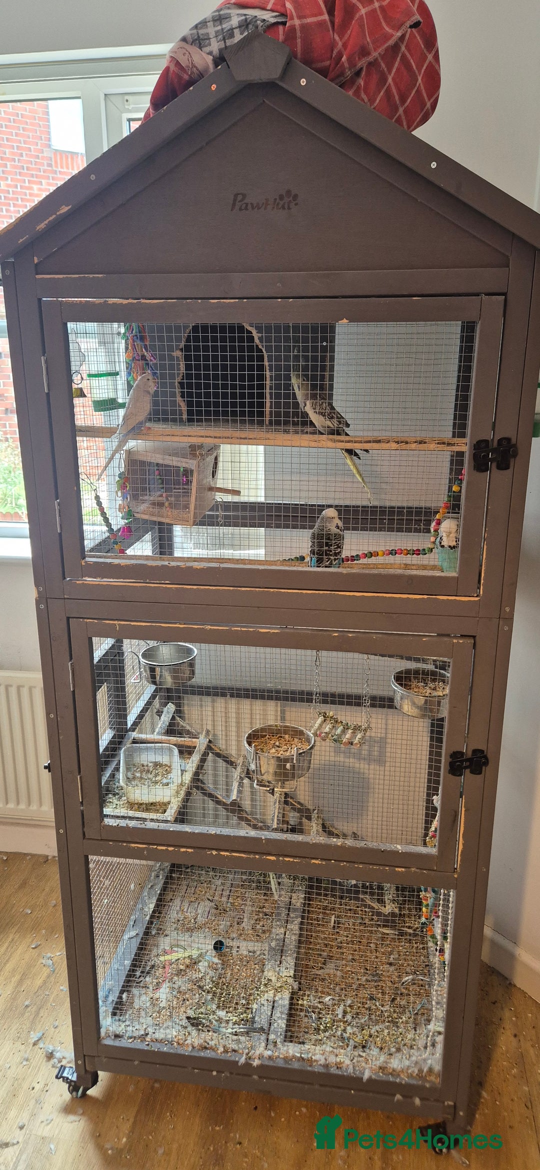Budgerigars birds for sale: Cage and birds free to good home - Image 1