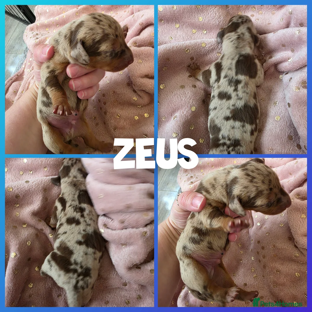 Miniature Dachshund dogs for sale: Minature dachshund puppies in Saint Helens - Advert 1