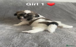 Shih Tzu dogs for sale: 🐶Shih tzu puppies for sale 🐶 - Image 2