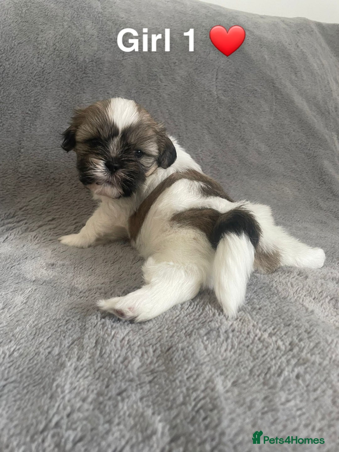 Shih Tzu dogs for sale: 🐶Shih tzu puppies for sale 🐶 - Image 2