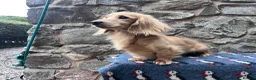 Miniature Dachshund dogs for stud: PROVEN KC CREAM MINIATURE LONG DACHSHUND STUD - Advert 2