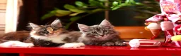 Maine Coon cats for sale: Maine Coon Kittens - Silver Tabby & Calico - Advert 4
