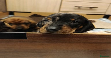 Dachshund dogs Champions Line Standard Dachshund - Advert 8