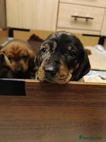 Dachshund dogs Champions Line Standard Dachshund - Advert 10