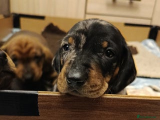 Dachshund dogs Champions Line Standard Dachshund - Advert 4